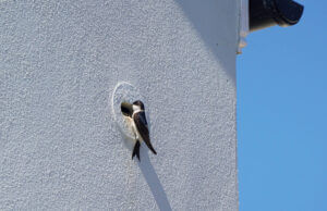 Swallow feeding its young in an integrated bird box, Nansledan