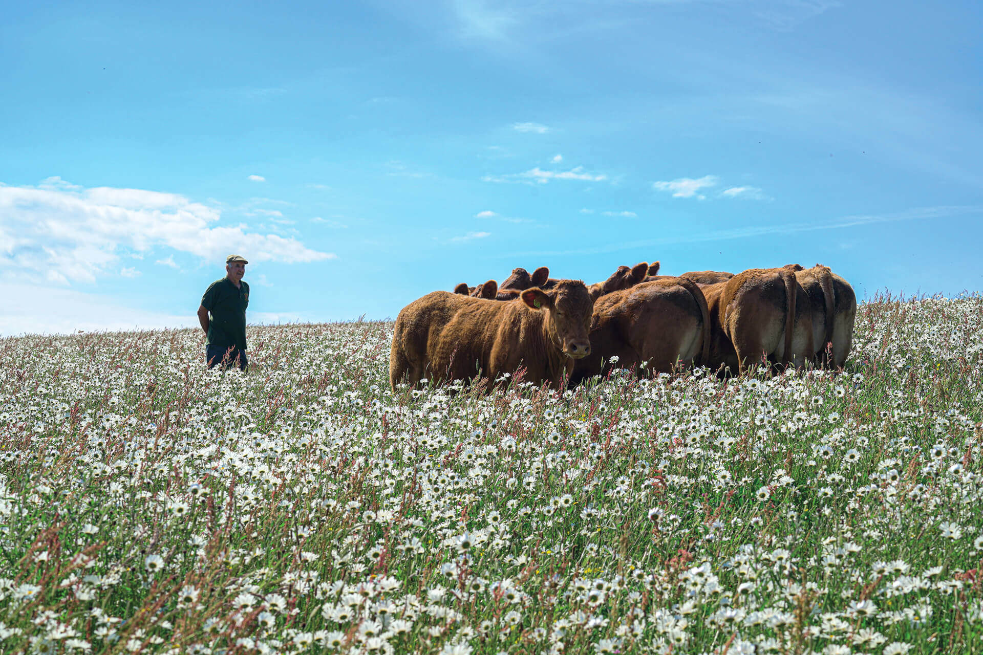 Roger Rundle, a Newquay farmer, introducing his herd of South Devon’s to Trewollack wildflower meadows (Pra Trewolek), Nansledan