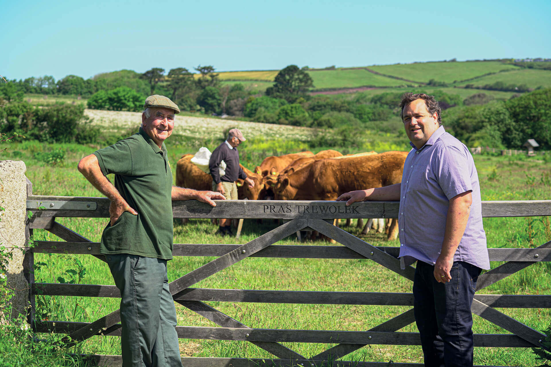 Roger Rundle and Adrian Rundle, father and son farmers from Newquay, observing their herd of South Devon’s introduced to manage Trewollack wildflower meadows (Pras Trewolek), Nansledan