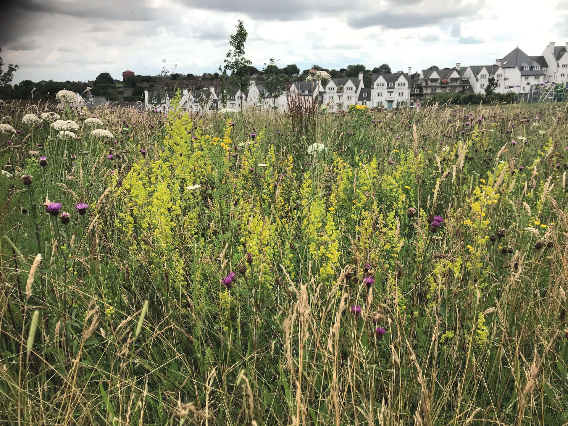 Lady Bedstraw thriving in wildflower meadows, the Great Field, Poundbury